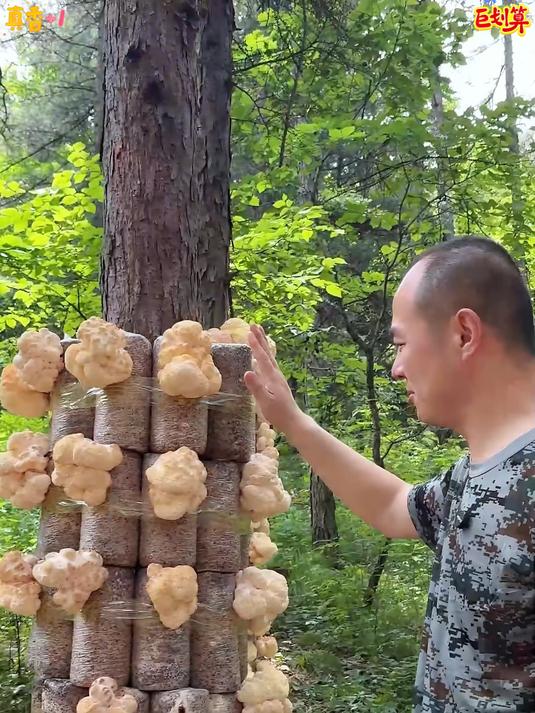 新鲜猴头菇用来煲汤炒菜都可以汤鲜味美好吃又营养