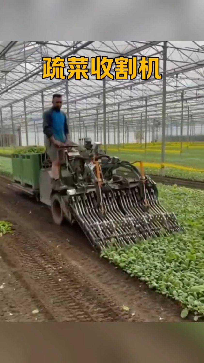 真是科技在发展,这蔬菜收割机真好,真是省时又省力