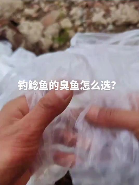 钓鲶鱼的臭鱼如何选择?