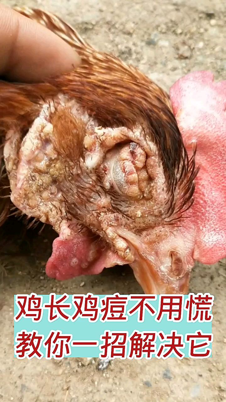 鸡长痘痘,教你解决