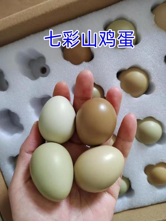 吃腻了超市鸡蛋?七彩山鸡蛋给你新惊喜