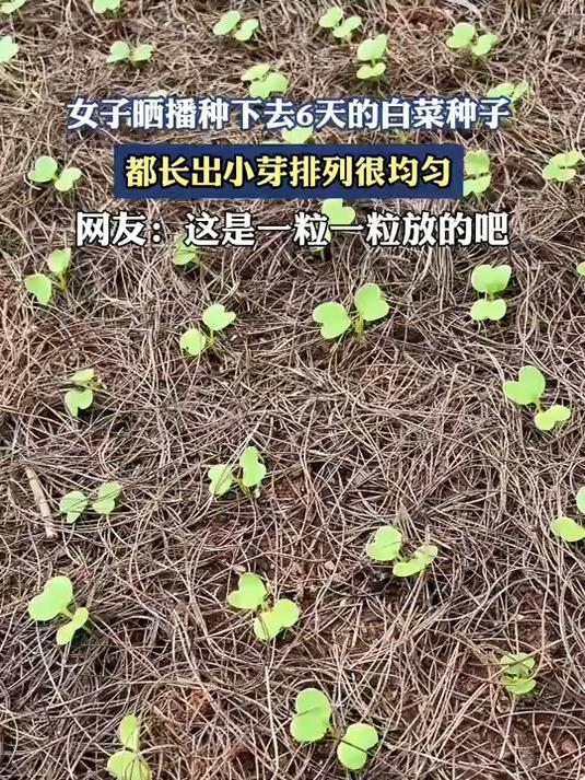 女子晒播种下去6天的白菜种子，都长出小芽排列很均匀