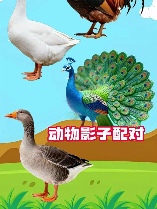 动物影子配对:大公鸡,大白鹅,孔雀和鸭子