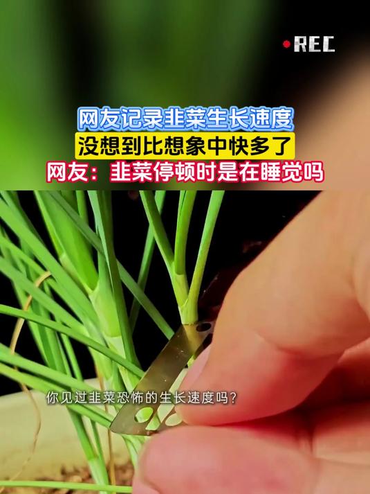 网友记录韭菜生长速度,没想到比想象中快多了