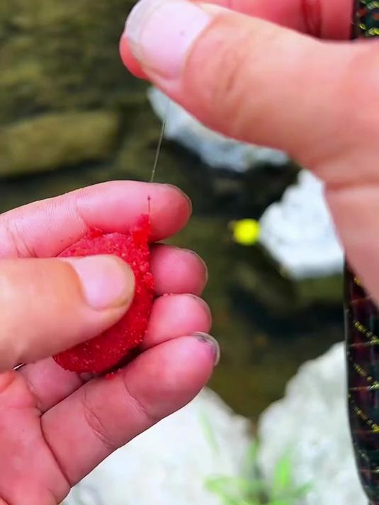 你可以使用北禾溪流免洗面筋饵来钓石斑鱼和白条口