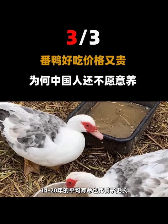 番鸭好吃价格又贵,为何中国人还不愿意养?
