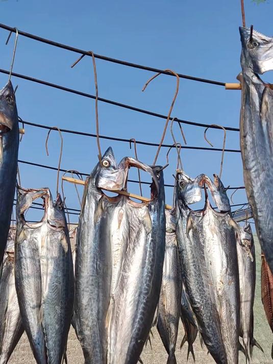 这么厚的鲅鱼肉煎着吃老过瘾了