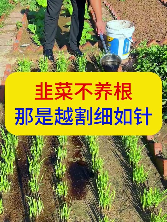 韭菜不养根,那是越割细如针