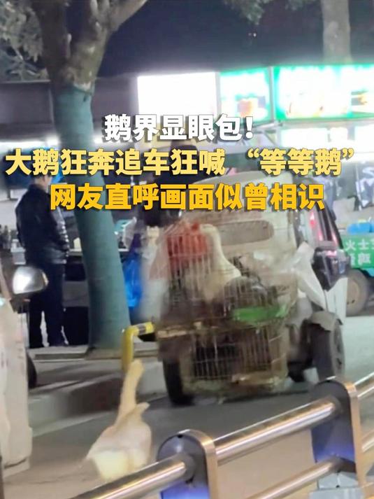 鹅界显眼包！大鹅狂奔追车狂喊 “等等鹅”，网友直呼画面似曾相识##大鹅##显眼包##搞笑名