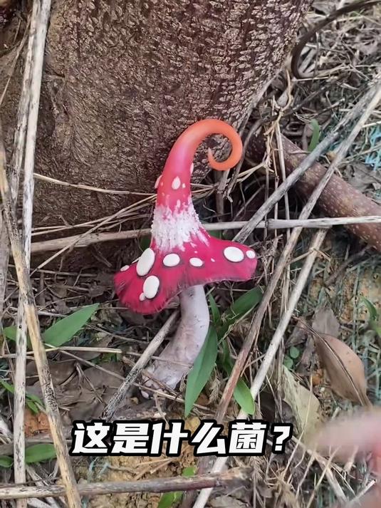 常见的菌类你认识几种