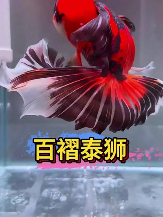 泰狮金鱼与兰寿,萌宠饲养技巧大揭秘!