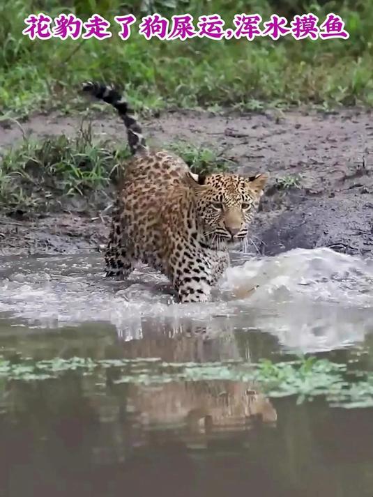 花豹走了狗屎运,浑水摸鱼