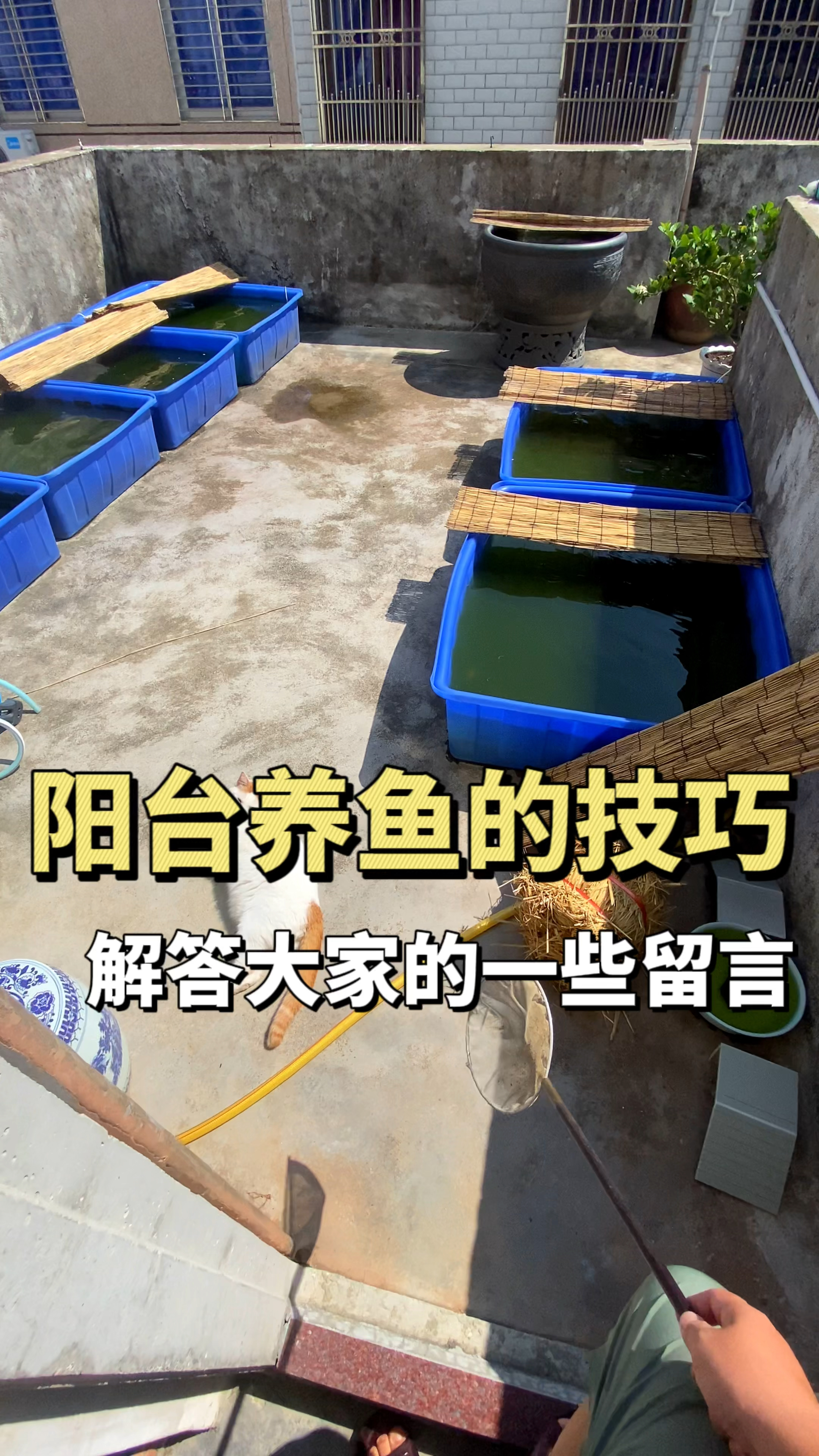 阳台养鱼的技巧,高温会不会煮鱼,冬天能不能室外养鱼