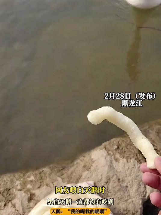 网友喂白天鹅时,黑白天鹅一直都没有吃到,“我的呢我的呢啊”