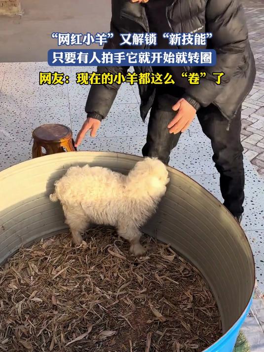 “网红小羊”又解锁“新技能”,只要有人拍手它就开始就转圈