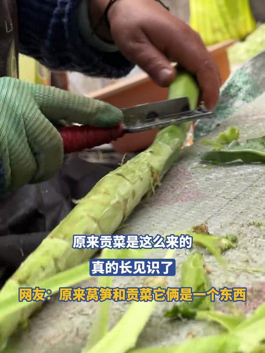 原来贡菜是这么来的,真的长见识了