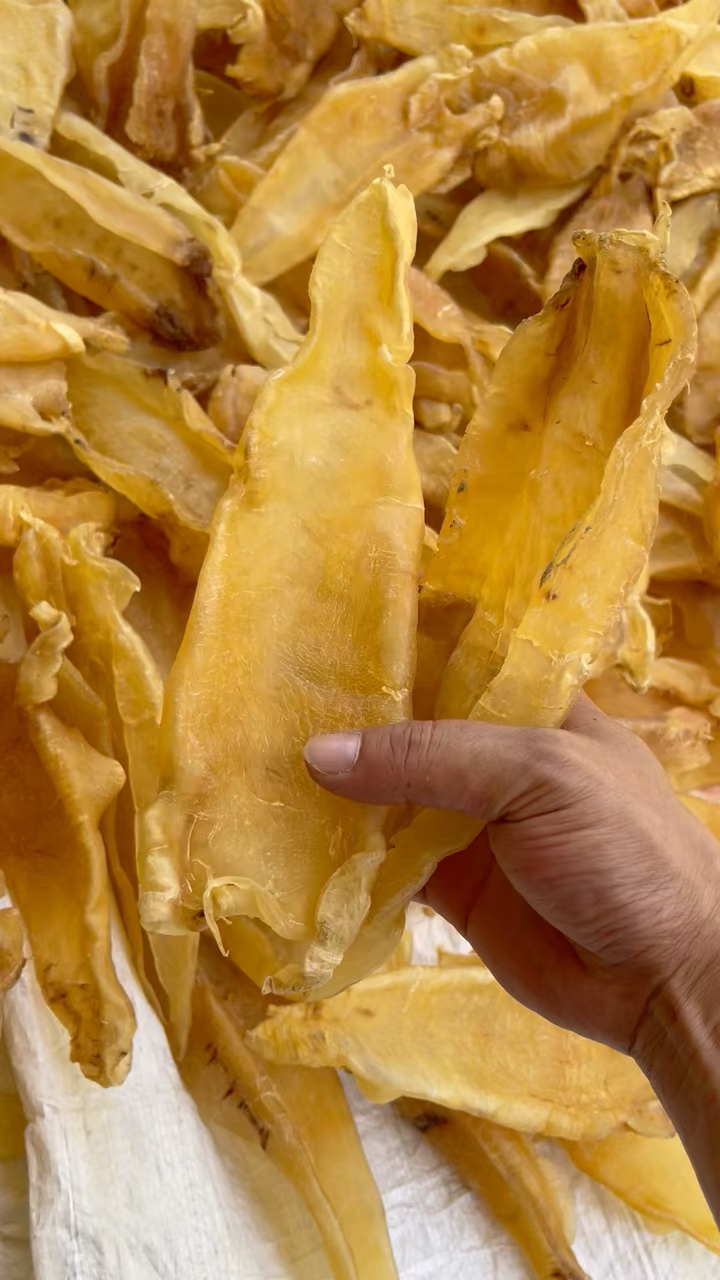 巴西北海胶,平均一斤5头,短身厚肉A货,北海属于大众认可质量非常不错一款