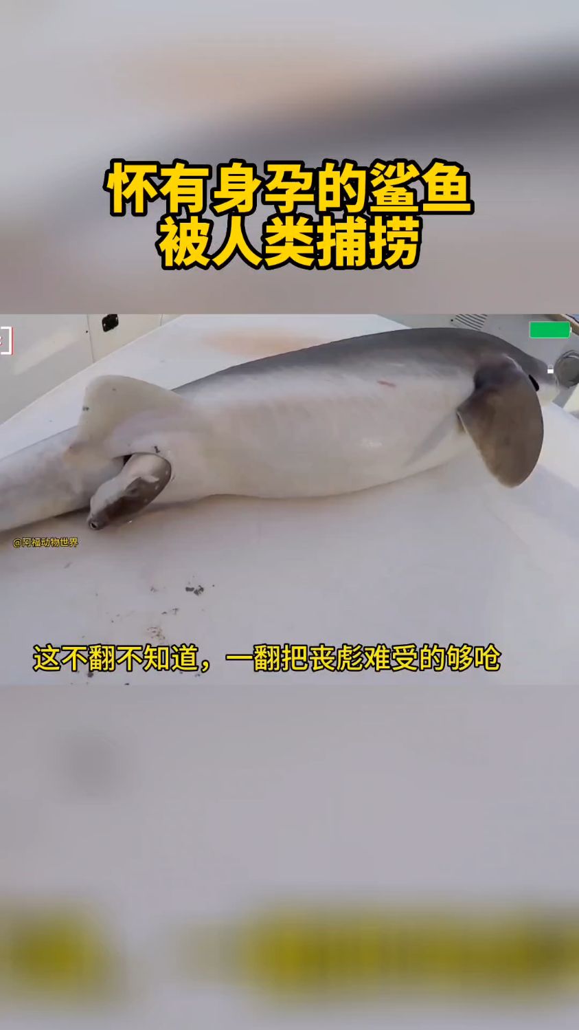丧彪钓了一条怀孕身孕的大鲨鱼