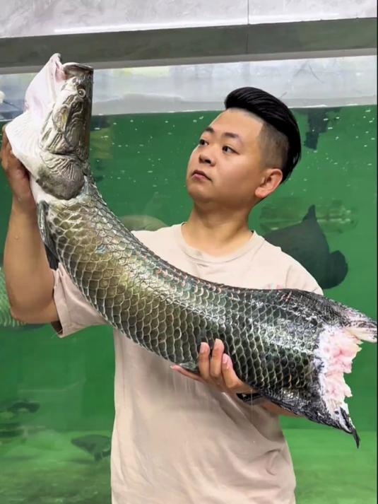 又损失一员大将，米级铅笔太能搞事了，怎么处理它#观赏鱼 #雷龙鱼 #鱼缸 #巨骨舌鱼 #记