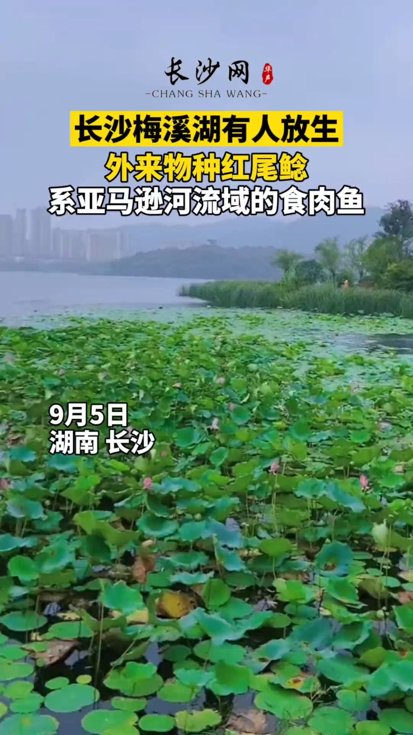 长沙梅溪湖有人放生红尾鲶鱼 属外来入侵物种,系亚马逊河流域的食肉鱼