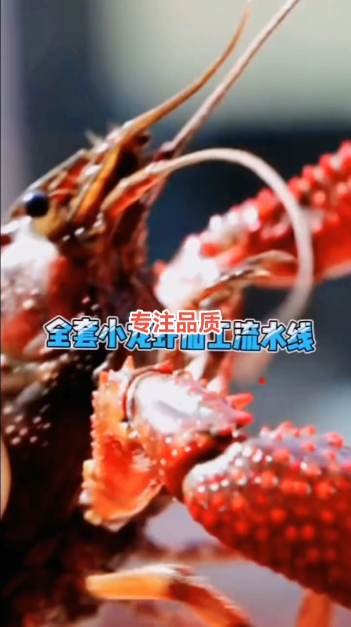 #小龙虾加工流水线     厂家直销可定制#虾尾#速冻龙虾