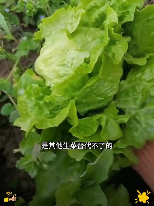 自己种的纯天然的绿色蔬菜