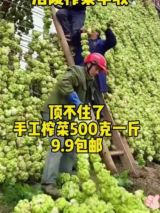 这个手工榨菜片麻辣鲜香爽口又下饭
