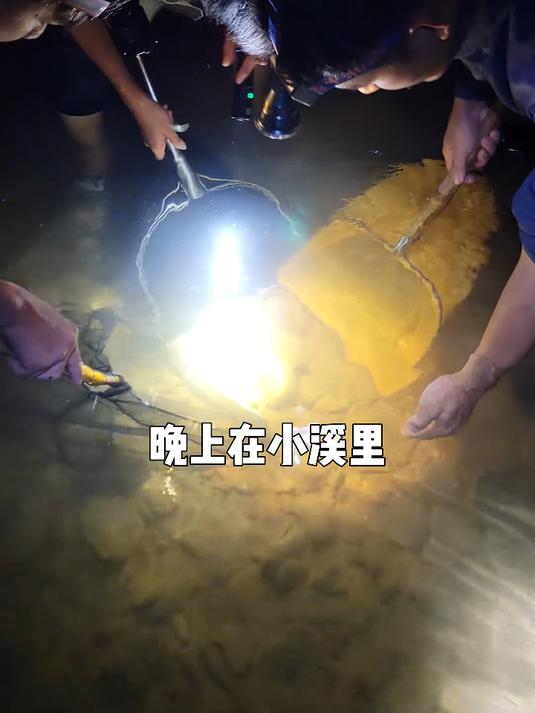 晚上在小溪里抓了十几种不同的原生鱼