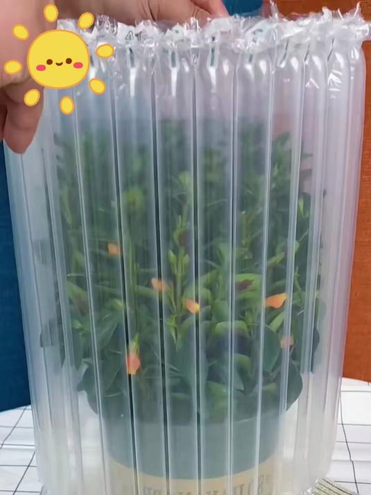 金鱼花吊兰盆栽,花期长好养活