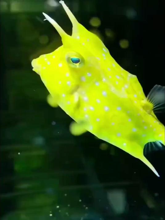 这个鱼还挺好看的