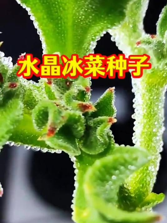 营养高钙的水晶冰菜种子,带你领略非洲冰菜的独特魅力!