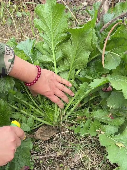 野辣菜,在农村最受欢迎的三大野菜之一,大家知道吃法吗