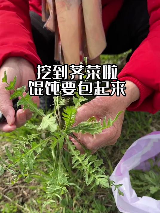 原来北欧也是有荠菜的,这下我心心念的荠菜大馄饨总算吃着了