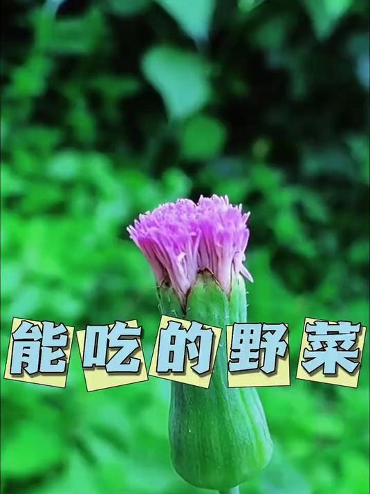 分享22种可以吃的野菜,快来看看你还知道哪些野菜的名字