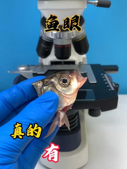鱼眼真的可以明目,真的有营养吗?
