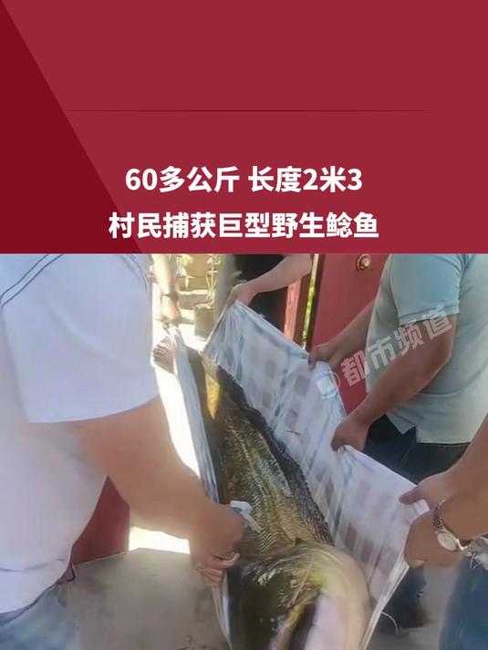 60多公斤 长度2米3,村民捕获巨型野生鲶鱼,第一次见这么大的鱼