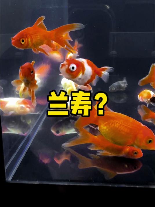 粉丝大哥说：这次是真的兰寿！