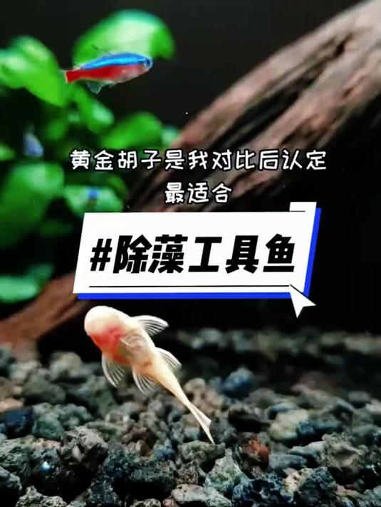 黄金胡子是我对比认定后最适合的除藻工具鱼#鱼#