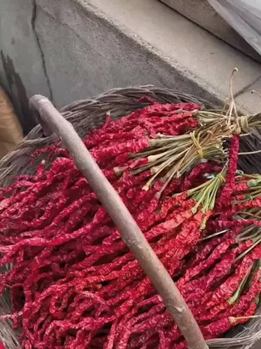 本地鸡肠椒种子:干鲜两用皱皮辣椒,大田种植高产秘诀