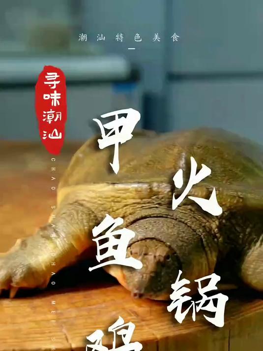 一锅热气腾腾的甲鱼鸡火锅,吃了连面膜都不用敷