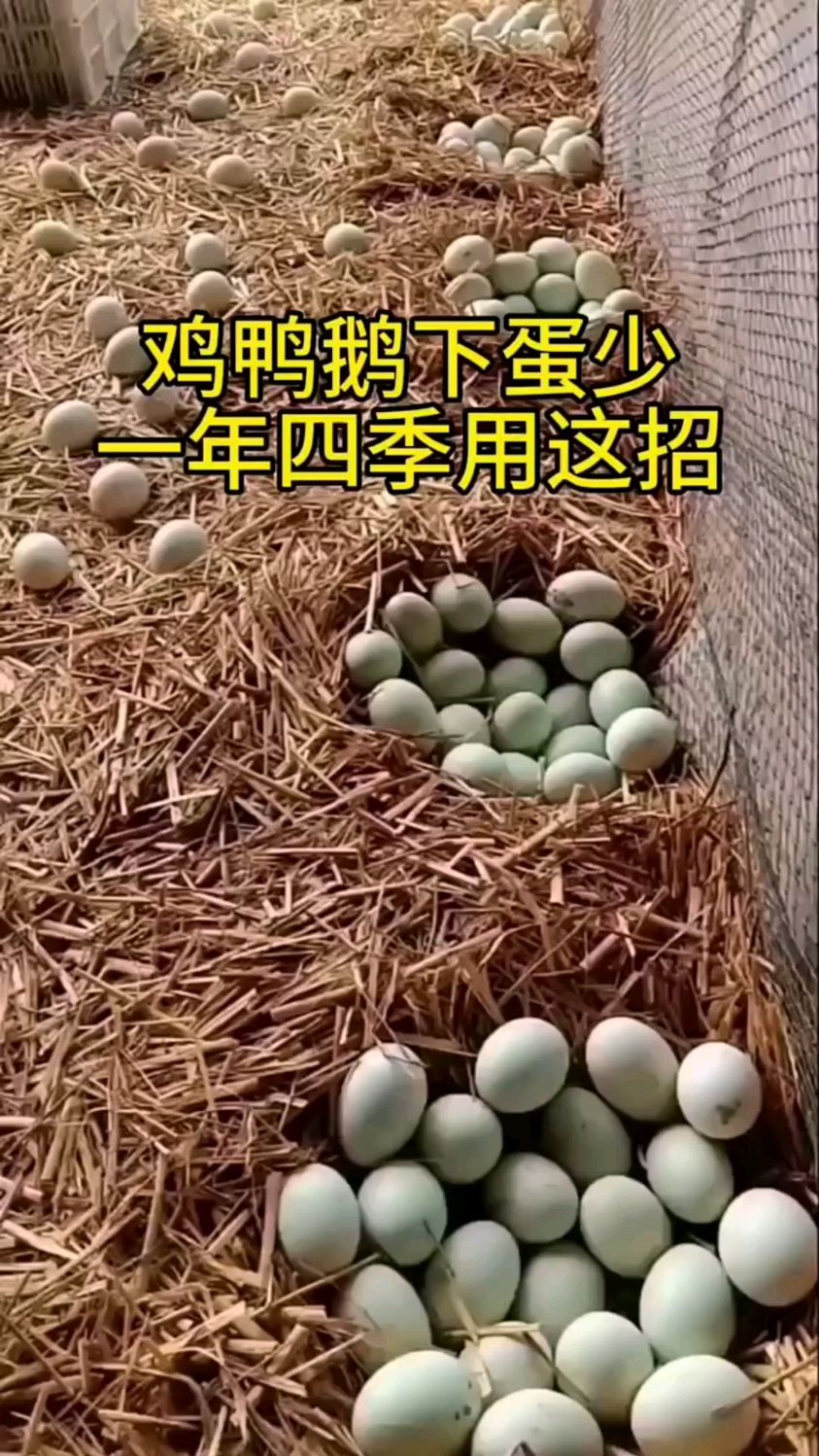鸡不下蛋,马上用这招!