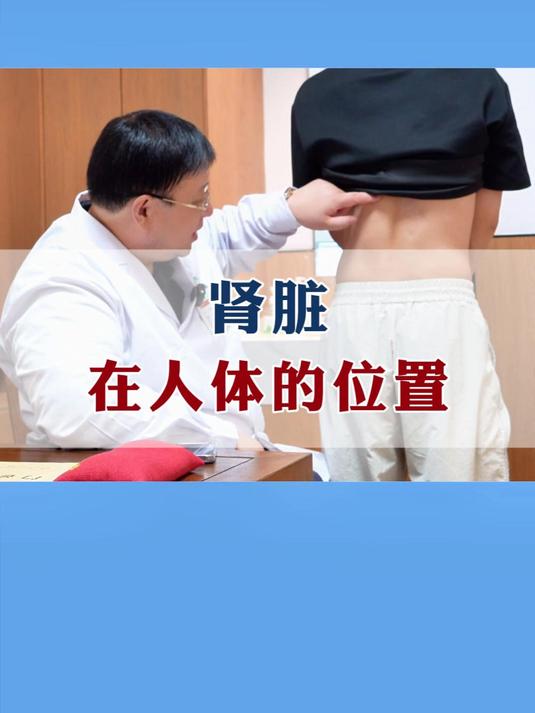 肾脏在人体的位置