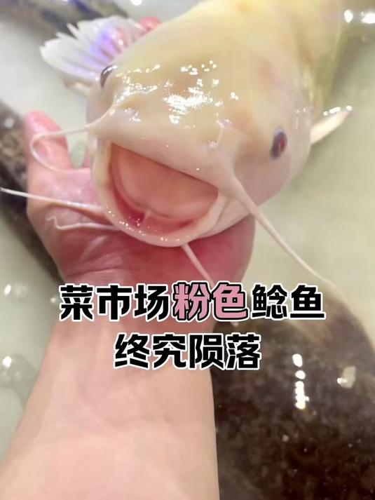 可惜了这条粉色鲶鱼，莫名其妙亖掉了