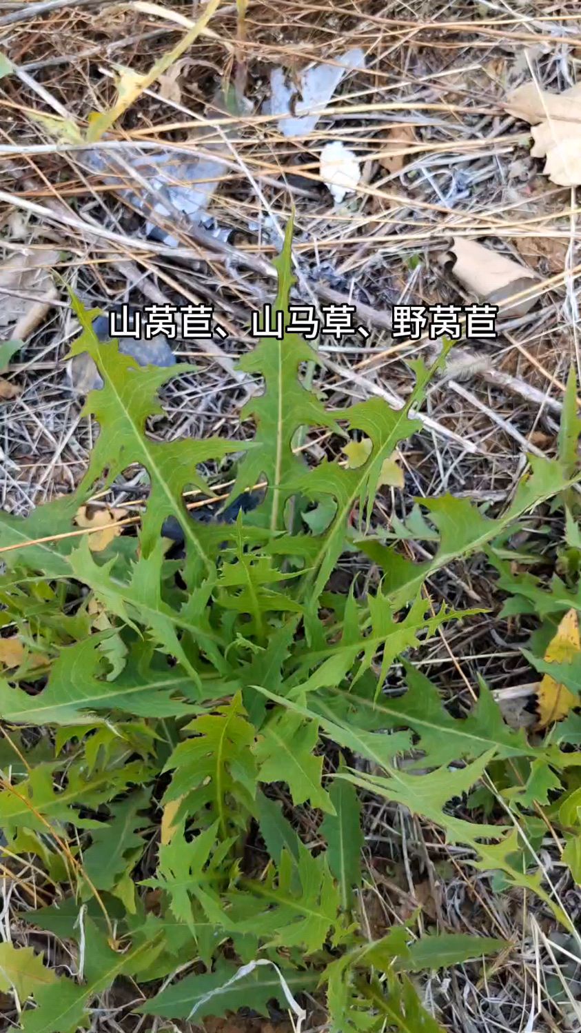 长的和莴苣很像的翅果菊草