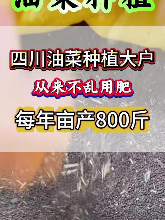 四川油菜种植大户每年高产的秘密是什么?今天一个视频告诉大家