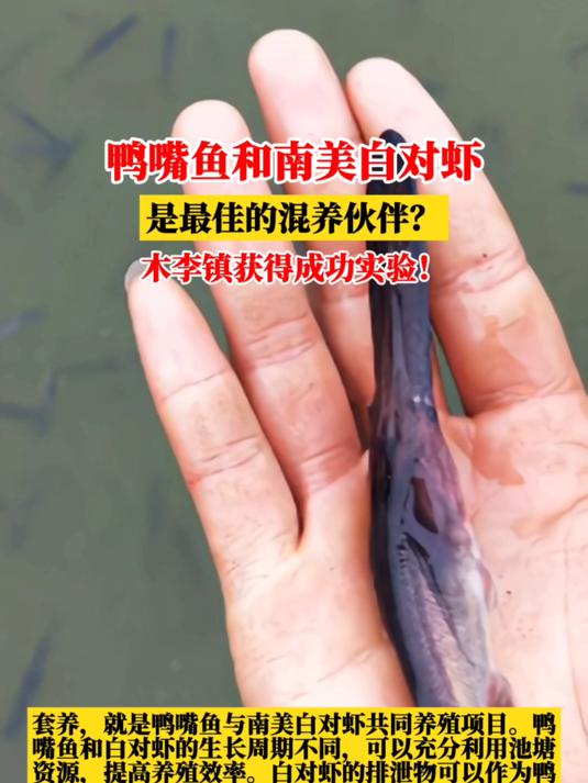 厉害!鸭嘴鱼和南美白对虾,是最佳的混养伙伴?