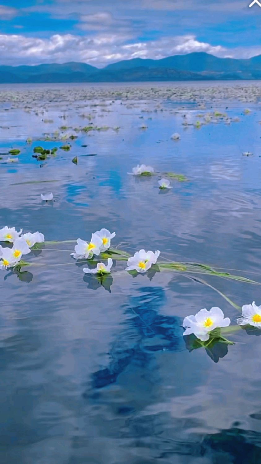 有“水质风向标”之称的海菜花,在大理洱海消失多年终于又见其踪影