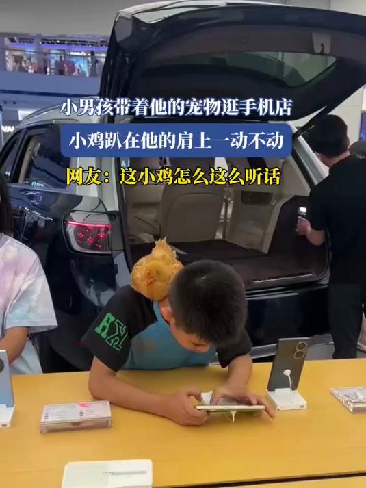 小男孩带着他的宠物逛手机店，小鸡趴在他的肩上一动不动