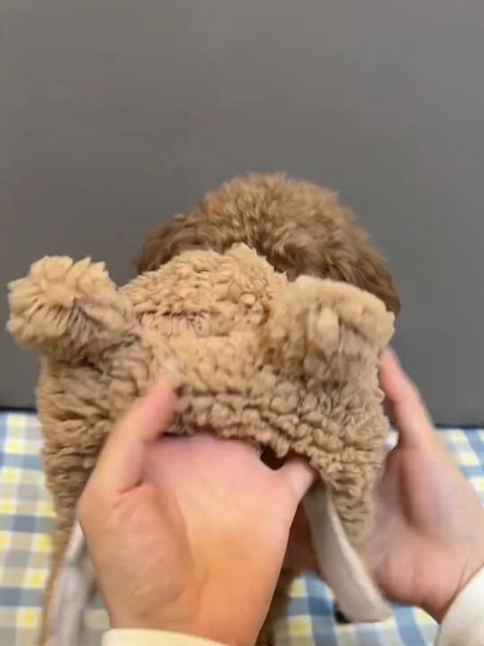 宠物猫咪狗狗可爱头套果蔬系列毛绒头饰拍照装饰品