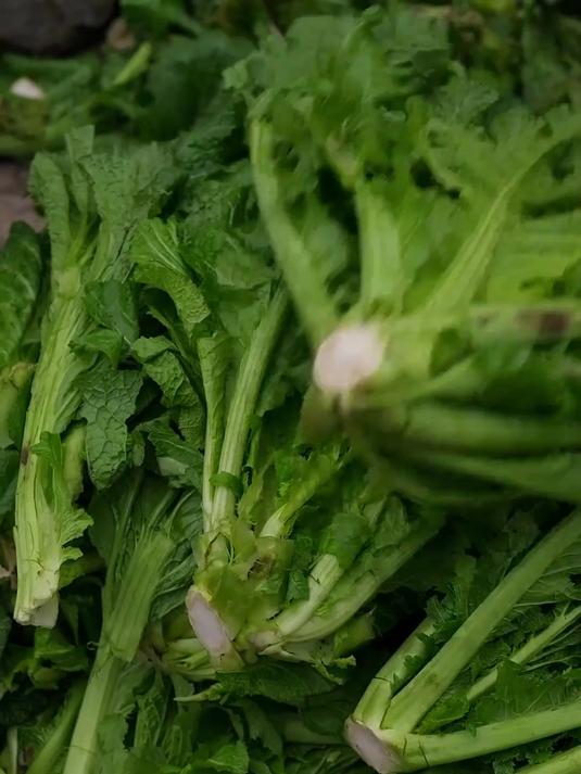 家里的酸菜吃完了,今天带大家做贵州无盐酸菜!